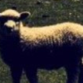 wisback94