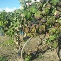 Cyrrus Bacchus