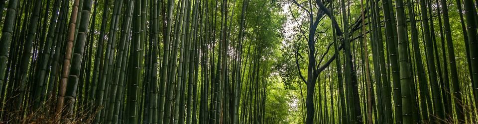 Cover Voyage au Japon: Jour 11 - Arashiyama, la montagne aux singes & les studios de la Toei