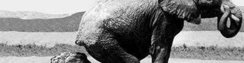 Les films d'éléphants sans éléphants dedans