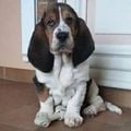 Loli Le Basset