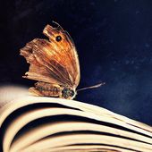 Papillonacee