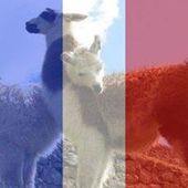 FranckyDilcius