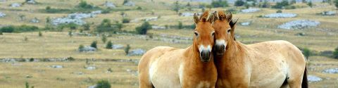 Film de chevaux