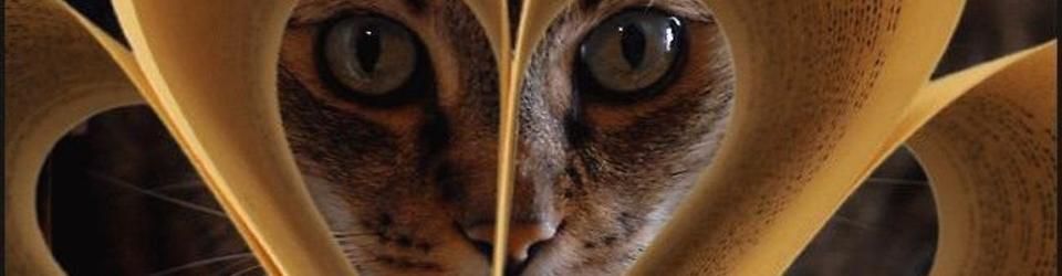 Cover Les chats