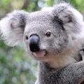 Koala29