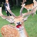 Desson_of_a_Biche