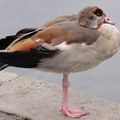 babiopate