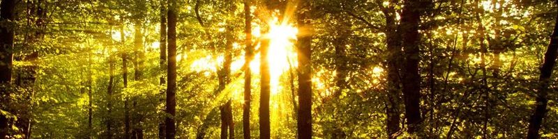 Bannière de FarnhamIII