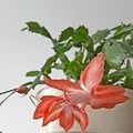 Jacinthe Cyr