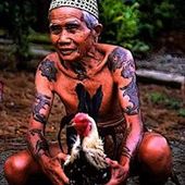Voleurde_Poule