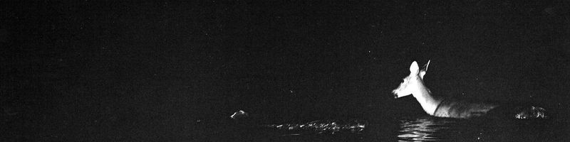 Bannière de Florence_Kairis