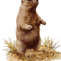 Marmotte-nudiste