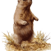 Marmotte-nudiste
