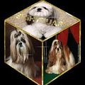 Wakan Shih Tzu