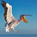 PELICAN
