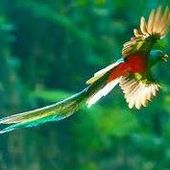 VéroQuetzal