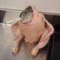 PlatyPussy