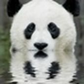 PandaGuerilla