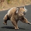Eyliph Lekoala