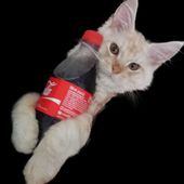 Coke_Kitten