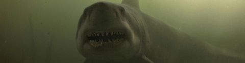 Les espèces de requins représentées au cinéma