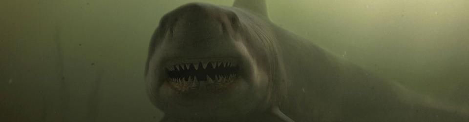 Cover Les espèces de requins représentées au cinéma