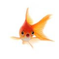 Red_fish