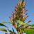 amaranthus