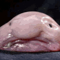 Blobfish Radieux