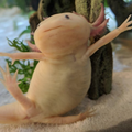 Axolotl Désseché