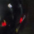 Wonko
