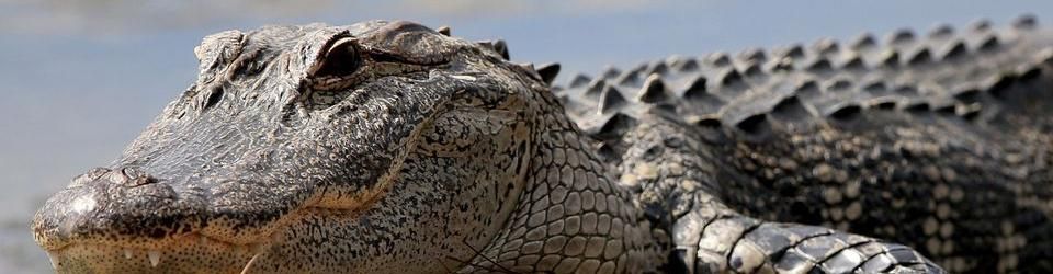 Cover Les meilleurs films de crocodiles/alligators
