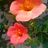 andreag_2705