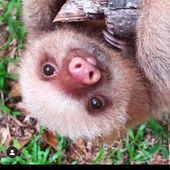 Thesloth