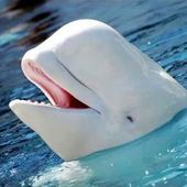 beluga33
