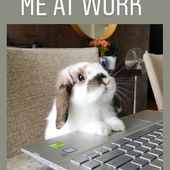 FoggyBunneh