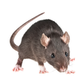 ritonus