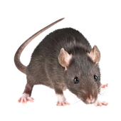 ritonus