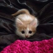 eleathecat