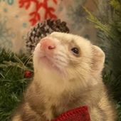 TheFerret