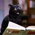 ScaredyCat