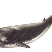 Rorqual