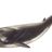 Rorqual