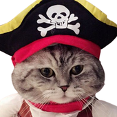 CaptainKitty