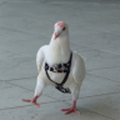 PigeonHavePants