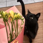 juliakls