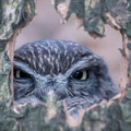 hourloupe