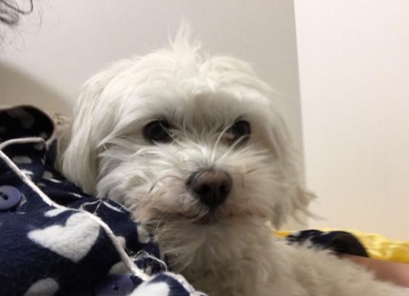 Bannière de plumpface