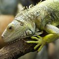 Iguane Masqué